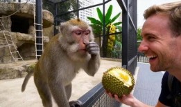 猴子吃瓜里的人物分析,揭秘角色性格与命运交织的奇幻世界