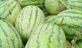 早上起床吃瓜,开启美好一天