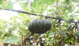 凤翔园天台吃瓜