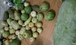 到娘家吃瓜,一场温馨的团圆盛宴