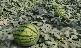 20年吃的瓜,年度热点事件回顾