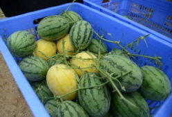 宫圈吃瓜群,揭秘宫廷秘闻，带你领略宫廷风云