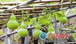 咳嗽可以吃葫芦瓜