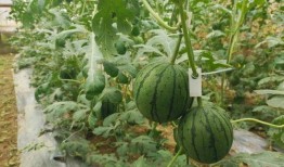 5.1吃瓜免费,免费畅享夏日清凉盛宴