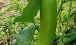 跟别人怎么吃瓜,如何轻松成为朋友圈焦点