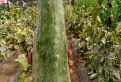 女生带你吃瓜,揭秘娱乐圈那些事儿