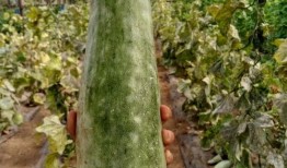 女生带你吃瓜,揭秘娱乐圈那些事儿