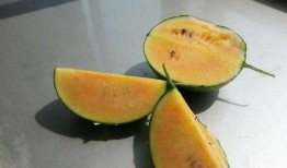 小彩虹吃瓜,揭秘娱乐圈幕后故事