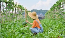 吃瓜集合地,虚拟世界的狂欢与反思
