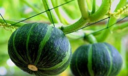 女人吃贝贝瓜好吗,女性食用贝贝瓜的益处与注意事项