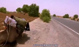 骆驼吃瓜视频,骆驼吃瓜视频走红网络