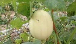 吃梨瓜为什么咳嗽,揭秘食用禁忌与健康风险