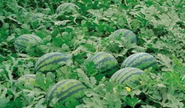 邹城人民吃瓜群