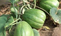 什么瓜吃种子好吃,揭秘哪些瓜的种子最可口