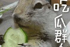 虎妞带你吃新瓜,虎妞带你探秘新瓜美食之旅