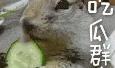 虎妞带你吃新瓜,虎妞带你探秘新瓜美食之旅