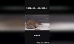 吃瓜的白鼠,揭秘动物界的八卦风云