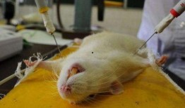 吃瓜的白鼠,揭秘动物界的八卦风云