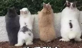 长幼吃瓜,瓜田里的温馨故事