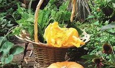 花花和叶吃瓜,瓜田里的欢乐时光