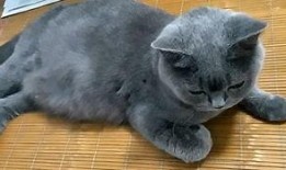 吃瓜小花猫,揭秘猫咪的“八卦”生活