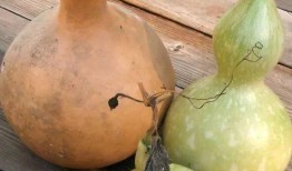 吃瓜子的葫芦瓜