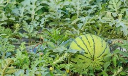 公开吃瓜,一场公开吃瓜的狂欢盛宴