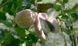 瓜宝吃八月瓜,瓜宝的八月瓜美食之旅