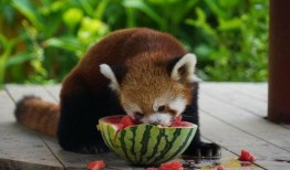 什么动物吃瓜的