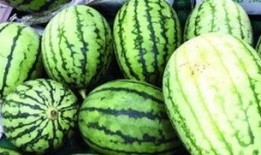 种瓜还是吃瓜,探寻农业发展的甜蜜奥秘