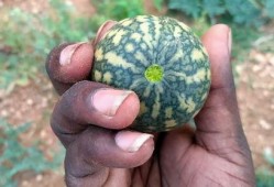 胃病可以吃葫芦瓜,胃病患者的天然良药