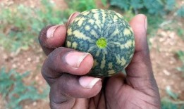 胃病可以吃葫芦瓜,胃病患者的天然良药