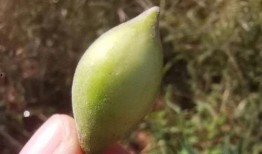 吃小梢瓜,夏日清新美食，健康养生新选择