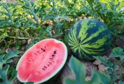 吃瓜djgg,网络红人的崛起之路