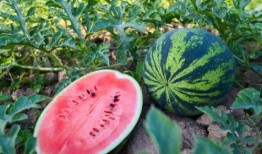 吃瓜djgg,网络红人的崛起之路