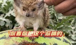 什么动物吃瓜的