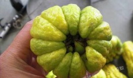 吃瓜看佛,揭秘佛教背后的趣味与智慧