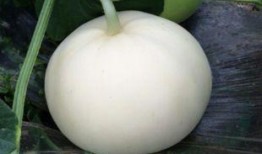 吃梨瓜嘴巴难受,揭秘吃梨瓜嘴巴难受之谜