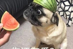 吃瓜神坛,网络舆论场中的狂欢与反思