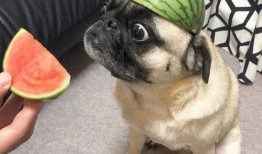 吃瓜神坛,网络舆论场中的狂欢与反思