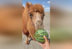 骆驼吃瓜视频,骆驼吃瓜视频走红网络