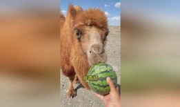 骆驼吃瓜视频,骆驼吃瓜视频走红网络