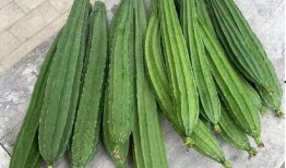 吃瓜绿色特种,探寻新型绿色食品的奥秘