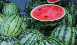 种瓜还是吃瓜,探寻农业发展的甜蜜奥秘