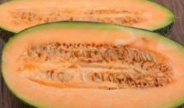 熊猫吃哈密瓜图片,哈密瓜盛宴