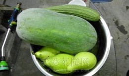 凤翔园天台吃瓜