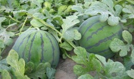 吃瓜集合地,虚拟世界的狂欢与反思