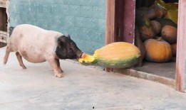 吃瓜的猪卡通,一场卡通世界的美食盛宴