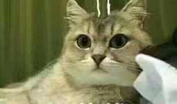 老子吃瓜你吃瓜皮,揭秘吃瓜文化的演变与启示