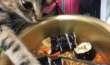 猫猫吃瓜群众,猫猫视角下的吃瓜群众众生相